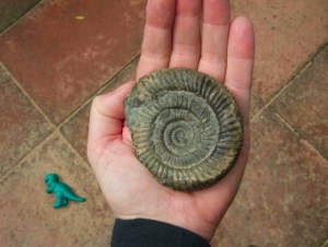 ammonite