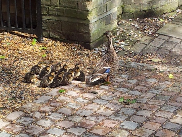 Sidgwick ducklings