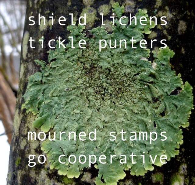 10-shield-lichen