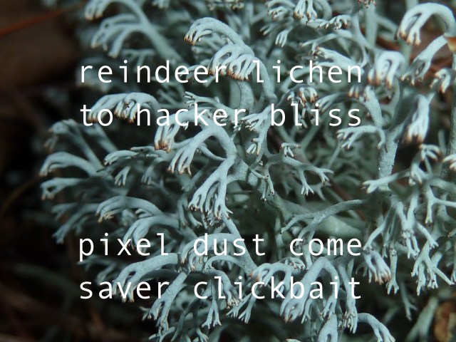 CladoniaRangiferinaText