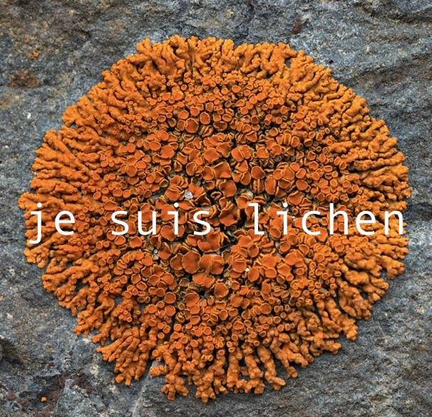 10923551_1532344153694085_946823208384536435_n