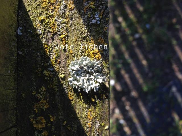 11072453_1558909057704261_4049921068637695881_n